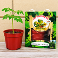PLANT A TREE – Moringa Miracle Tree
