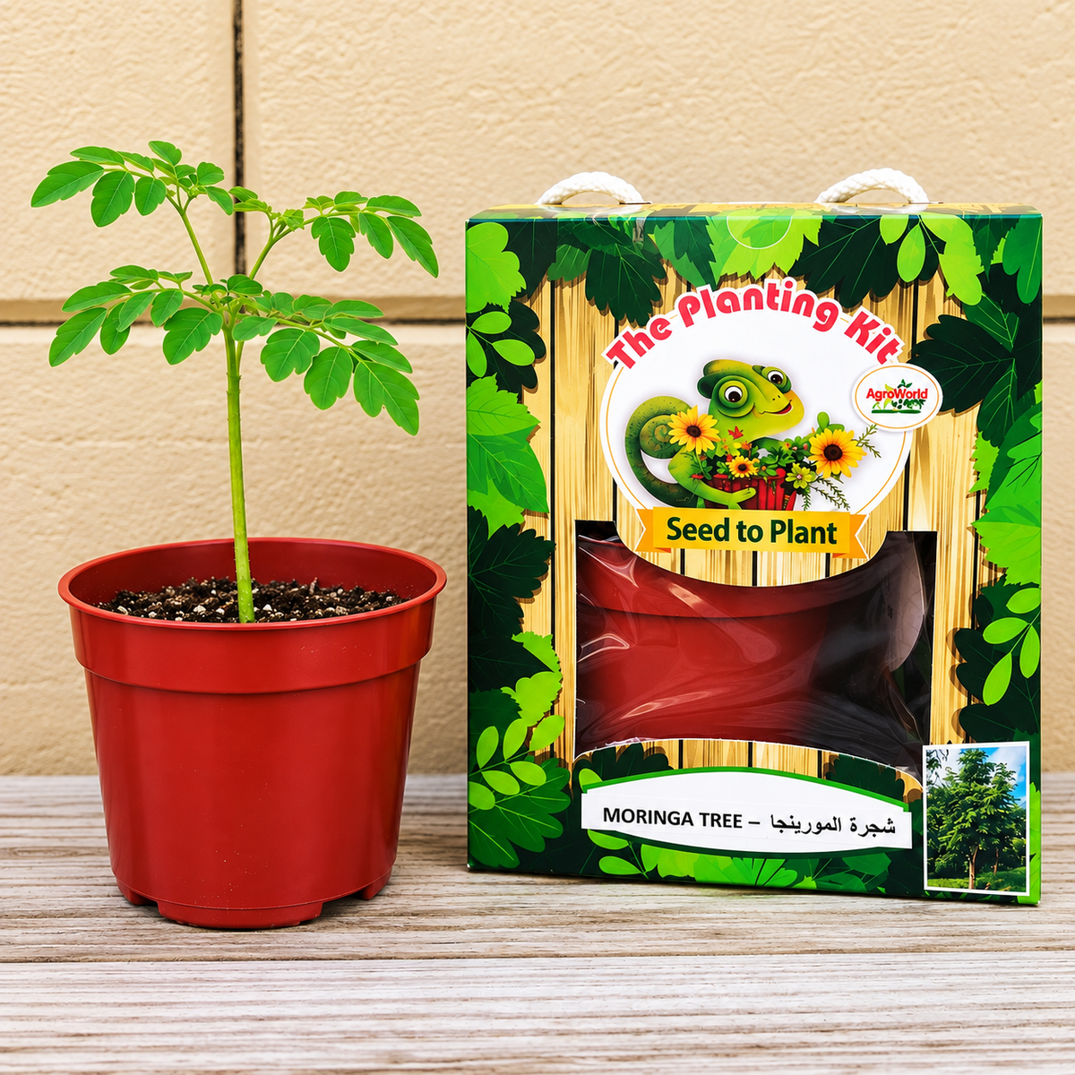 PLANT A TREE – Moringa Miracle Tree